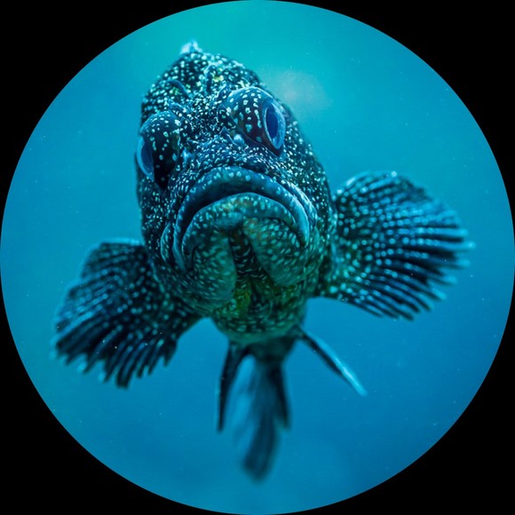 pickyfish9
